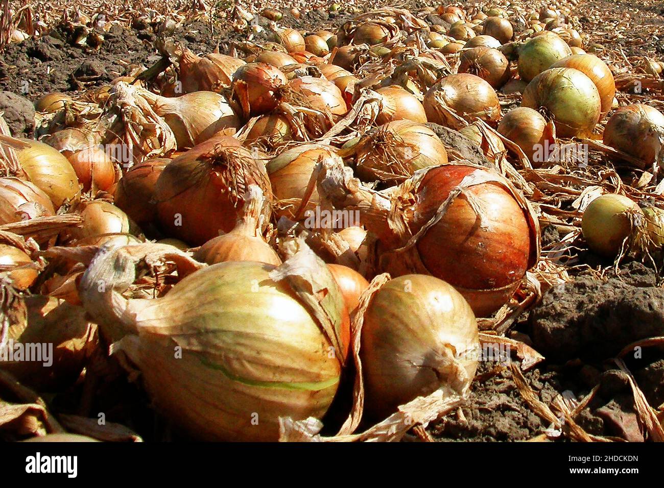 Zwiebel, Nahrungsmittel, Knolle, Knollen, Zwiebelernte, Holland, Niderlande, Nahrungsmittel, Stock Photo