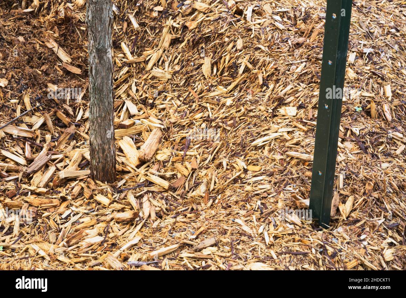Bark mulch around base of young deciduous tree and metal stake Stock Photo