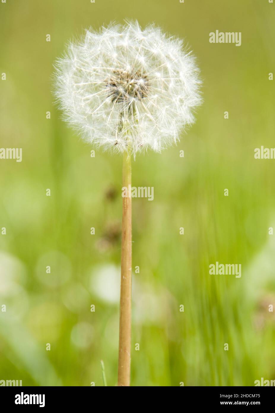 Löwenzahn, Pusteblume, Samen, Taraxacum officinale, Blume, Pflanze, Stock Photo