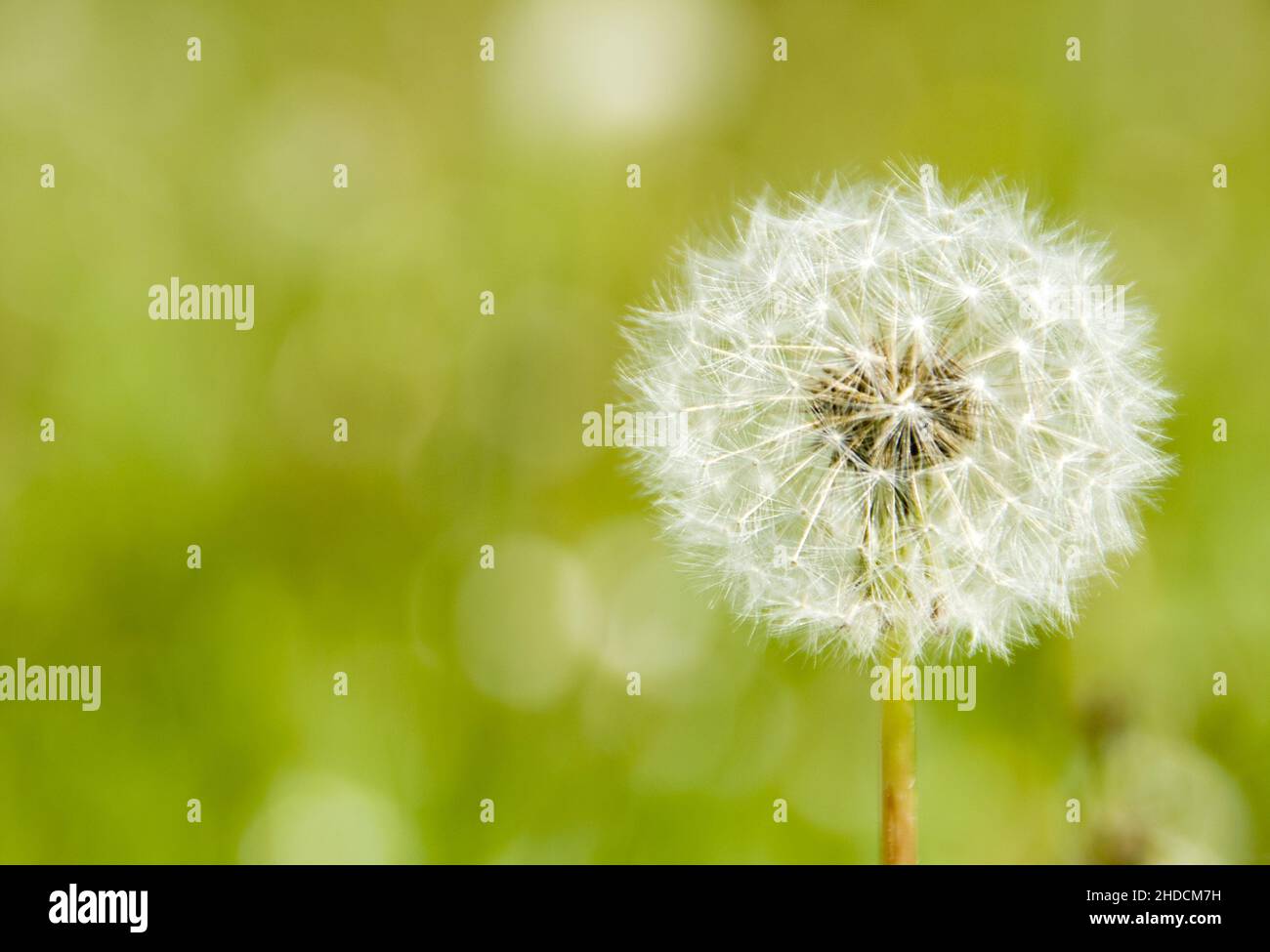 Löwenzahn, Pusteblume, Samen, Taraxacum officinale, Blume, Pflanze, Stock Photo