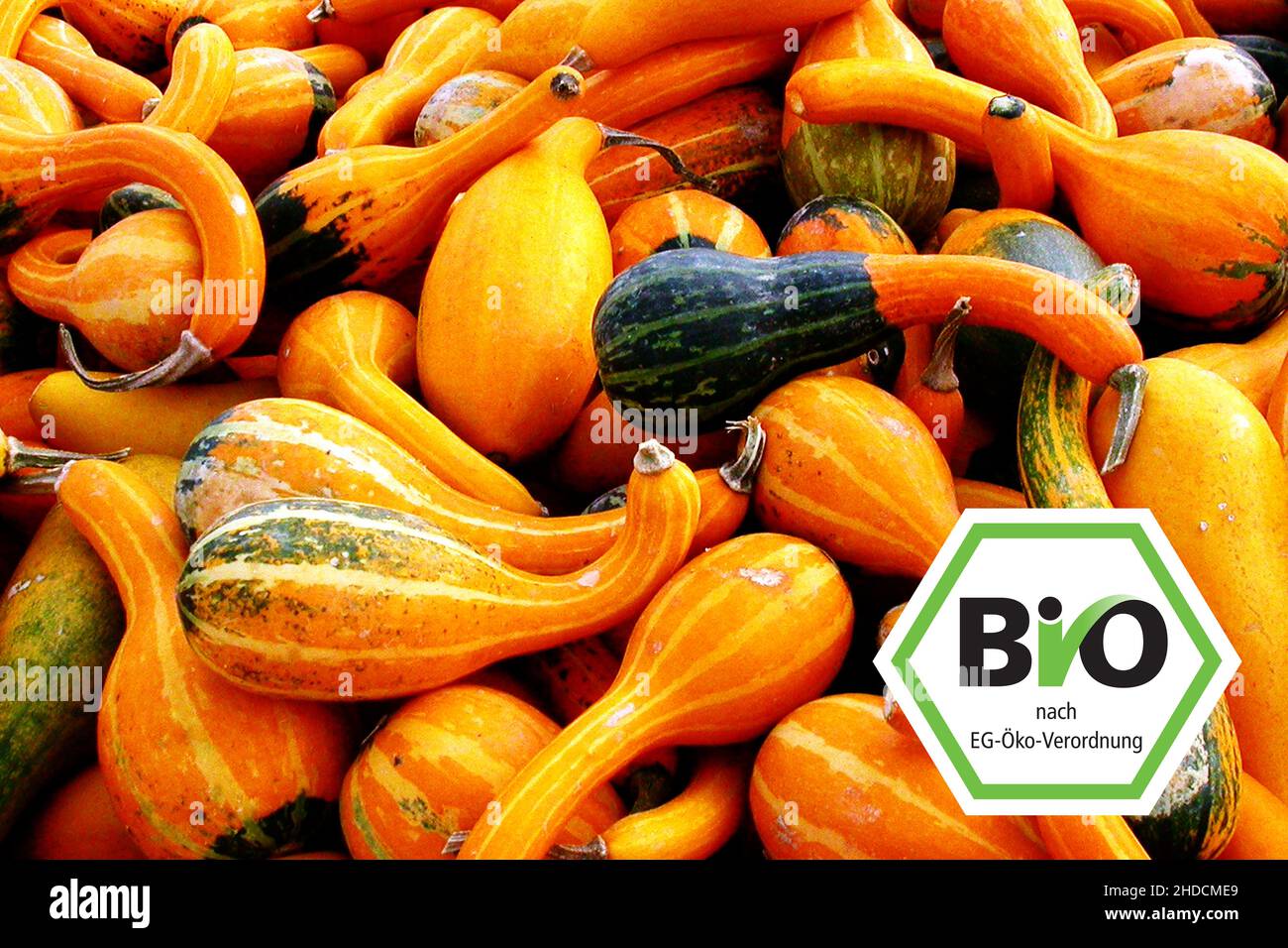 Kürbisernte, Kürbis, Zierkürbis, Bio, Bio-Siegel, Stock Photo