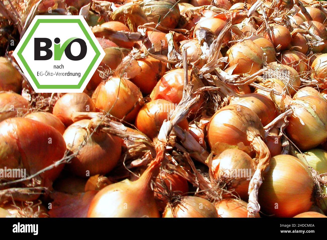 Zwiebel, Nahrungsmittel, Knolle, Knollen, Zwiebelernte, Holland, NiEderlande, BIO, Bio-Siegel, Stock Photo