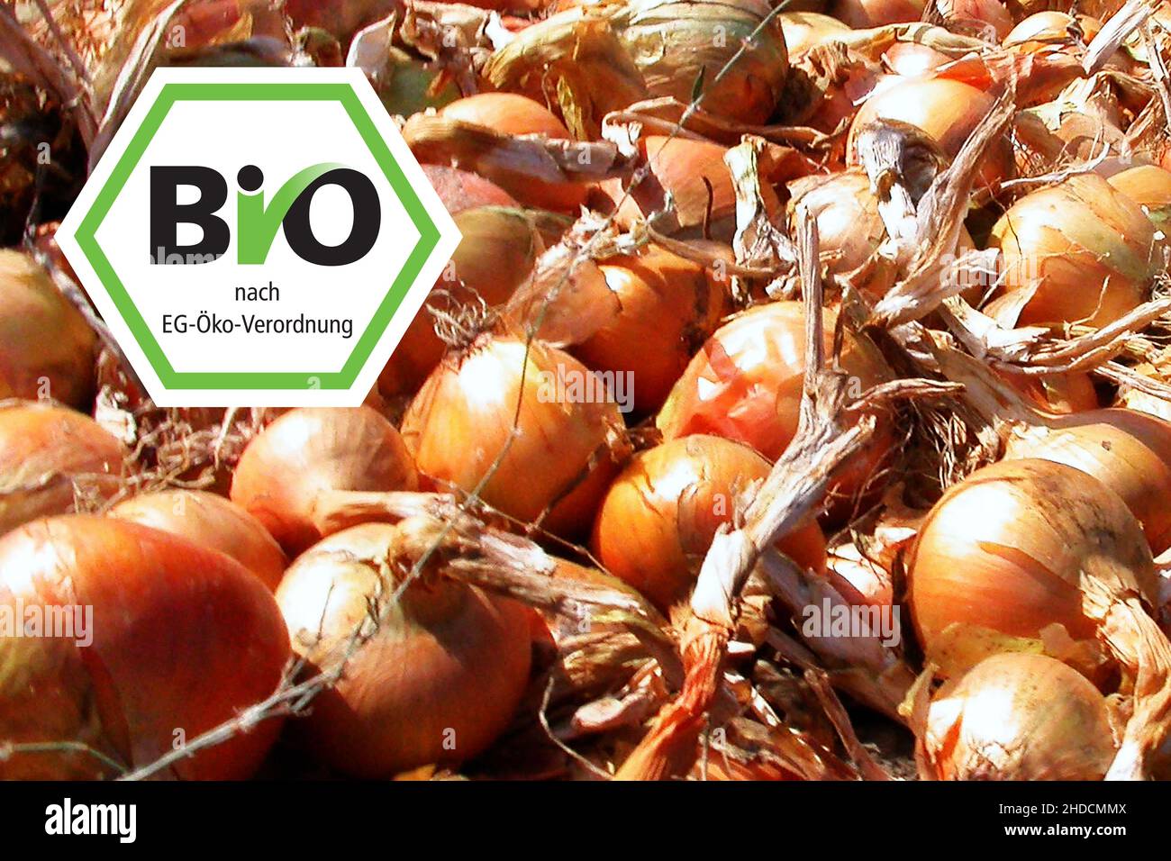 Zwiebel, Nahrungsmittel, Knolle, Knollen, Zwiebelernte, Holland, NiEderlande, BIO, Bio-Siegel, Stock Photo