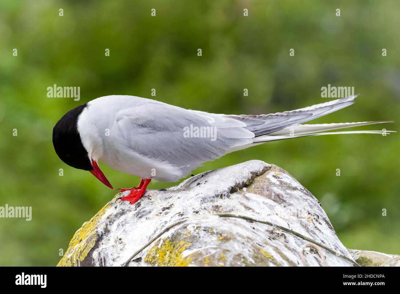 Pa tern hi-res stock photography and images photo