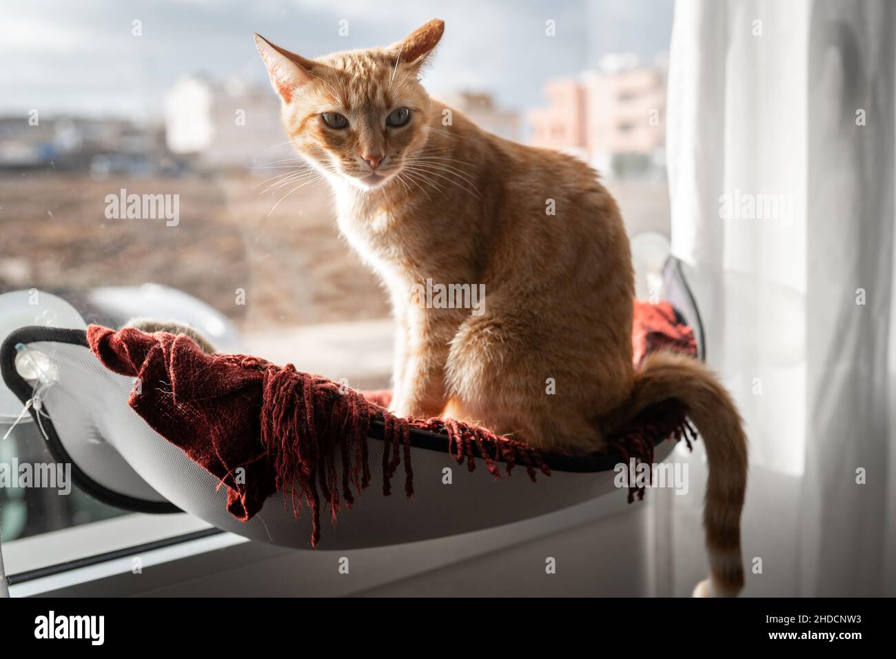 brown tabby cat sitting on a hammock by the window, looks at the camera ...