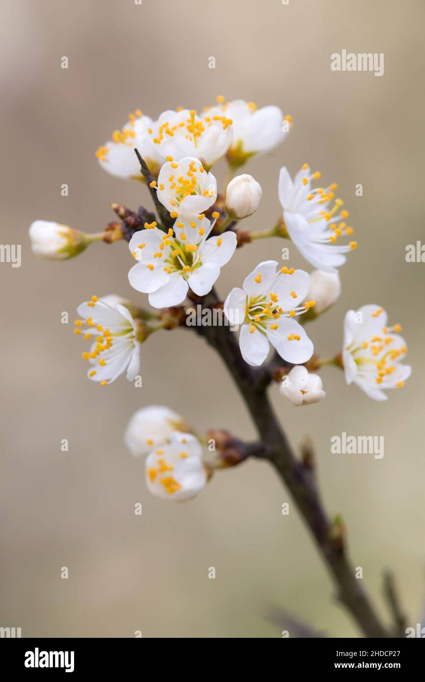 Bluehende Schlehen, Zweig, (Prunus spinosa) Stock Photo