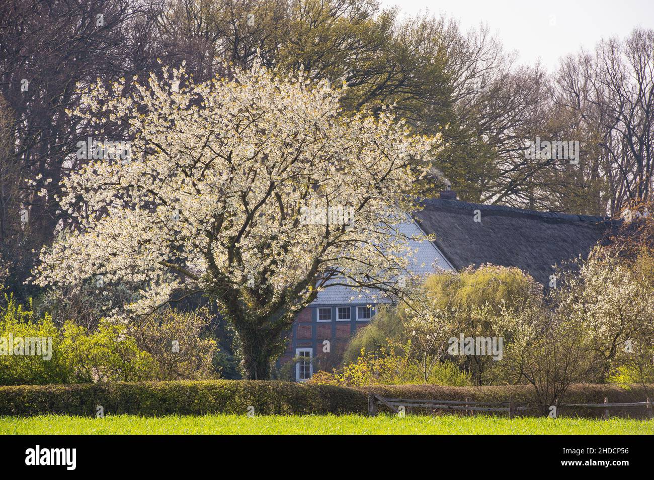 Bluehender Kirschbaum, Stock Photo