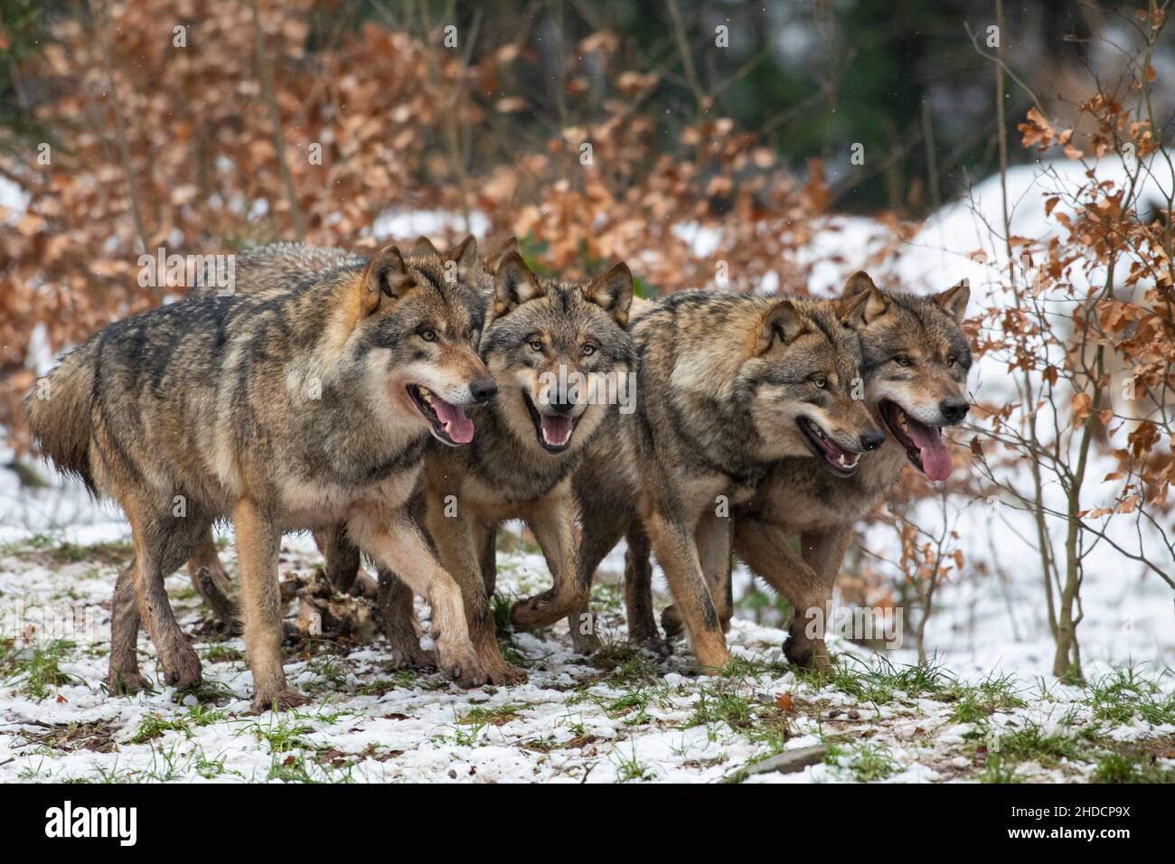 Wolfsrudel, Vier Woelfe im Winter, Stock Photo
