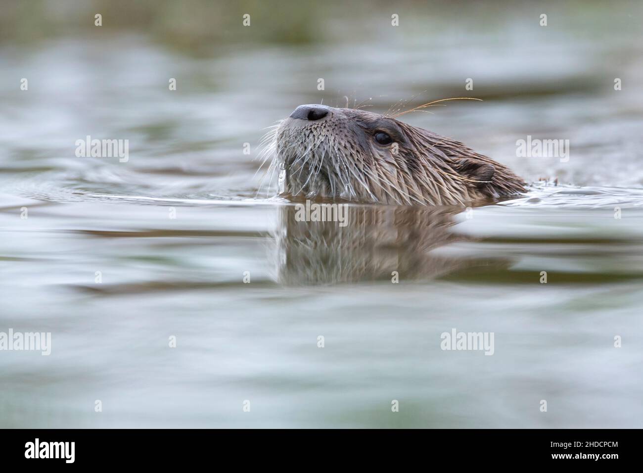 Fischotter im Wasser, Portraet Stock Photo Alamy