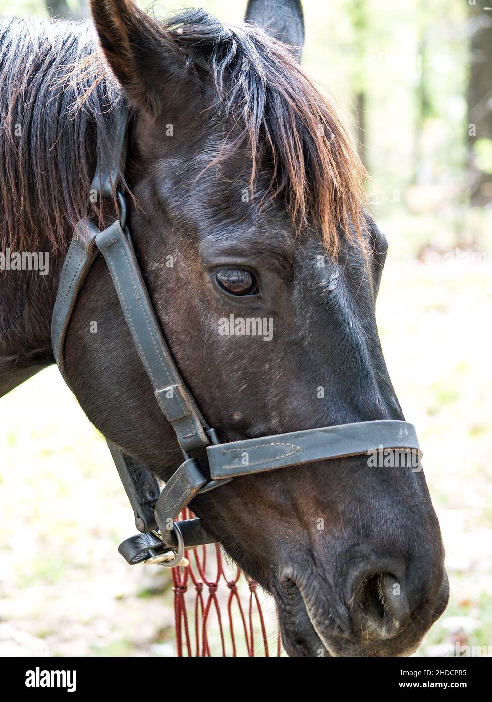 Horses used in American Civil War reenactment is an effort to recreate the appearance of a