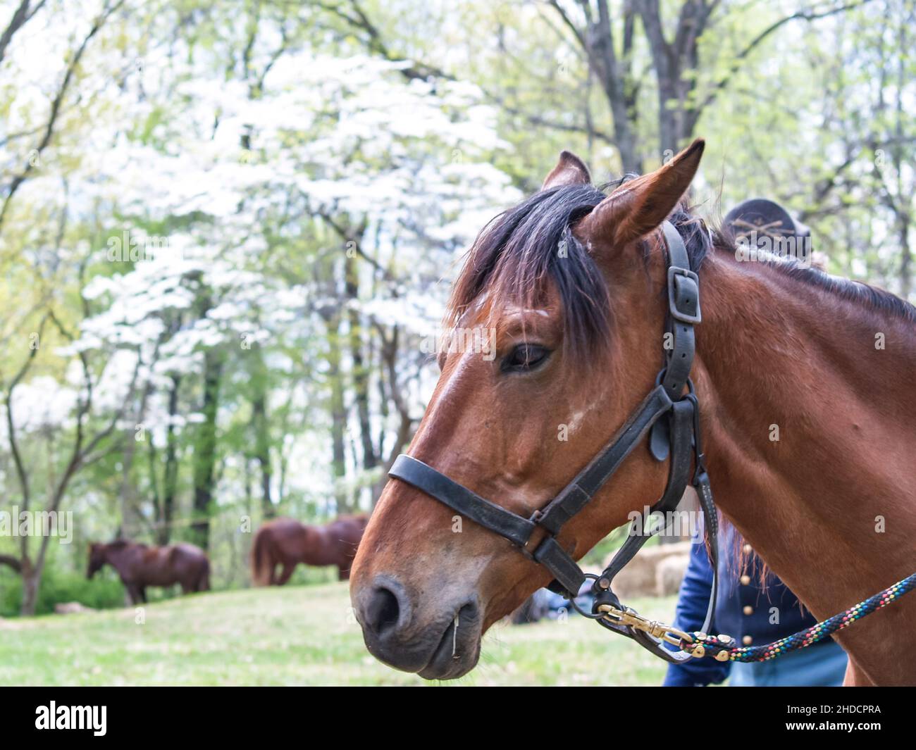Horses used in American Civil War reenactment is an effort to recreate the appearance of a