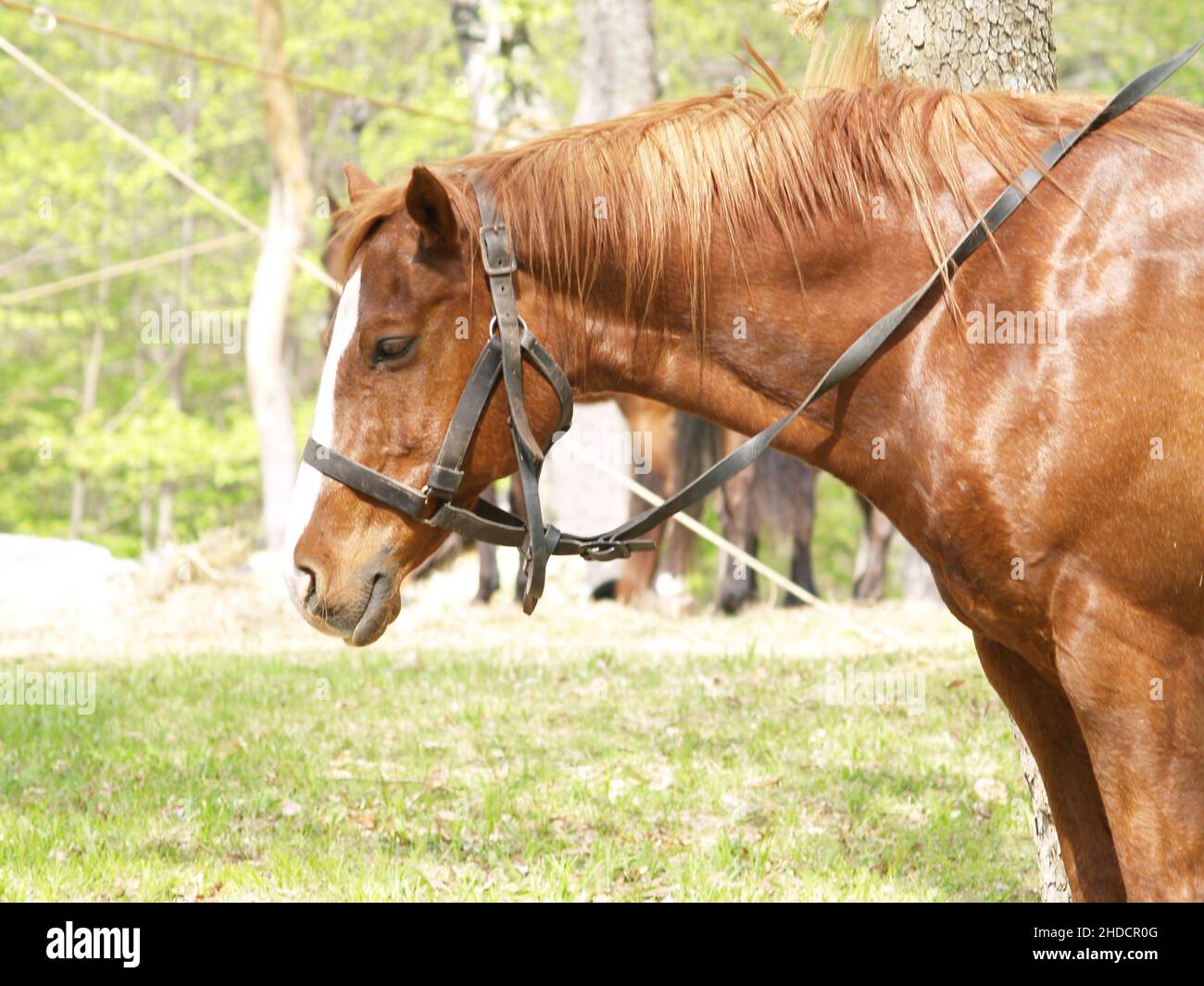 Horses used in American Civil War reenactment is an effort to recreate the appearance of a