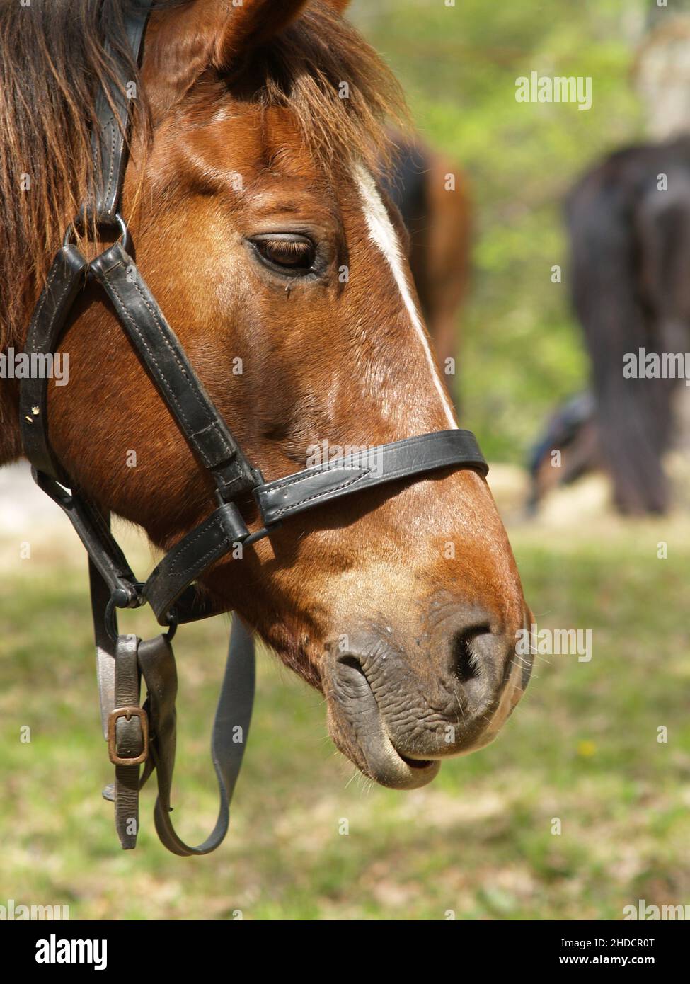Horses used in American Civil War reenactment is an effort to recreate the appearance of a