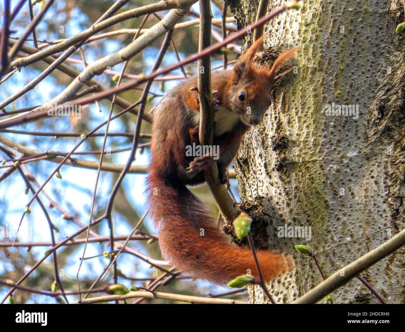 Eichhörnchen auf dünnem Ast, Sciurus vulgaris Stock Photo