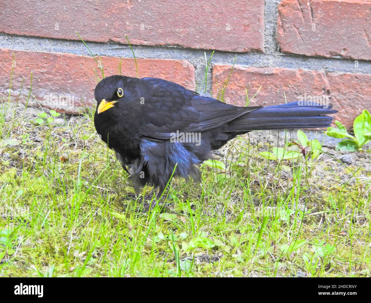 zerzauster Amselhahn, Turdus merula / tousled Blackbird male, Turdus merula Stock Photo