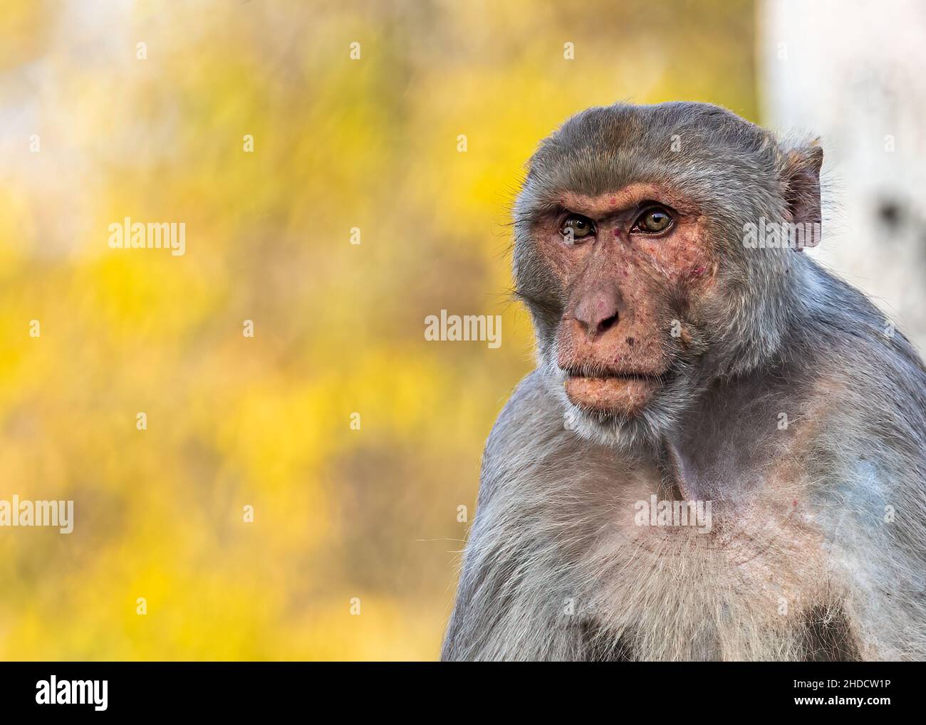 Monkey looking at a object a close up Stock Photo - Alamy