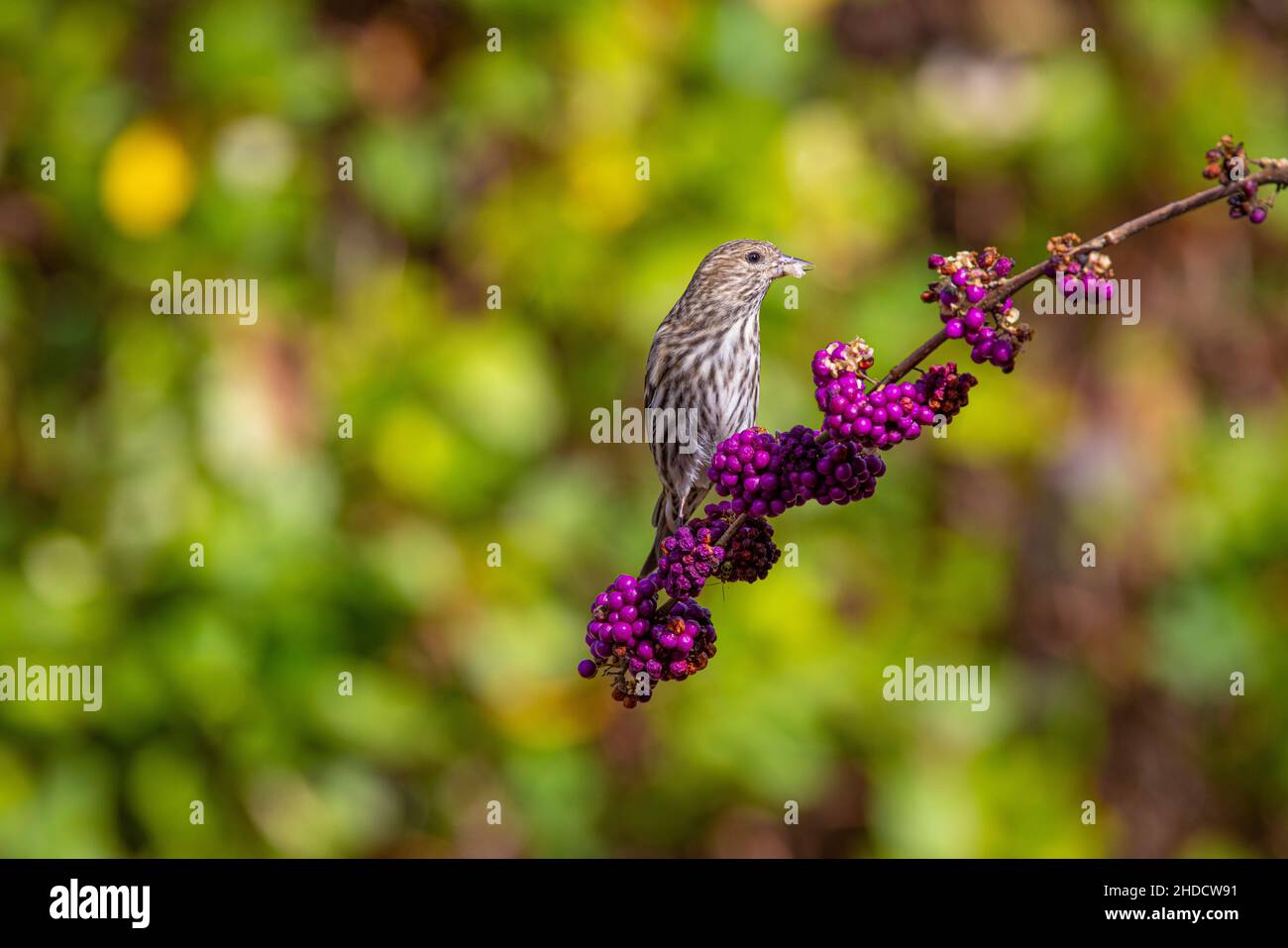 Pine siskin; Spinus pinus; Autumn; Block Creek Natural Area; Texas