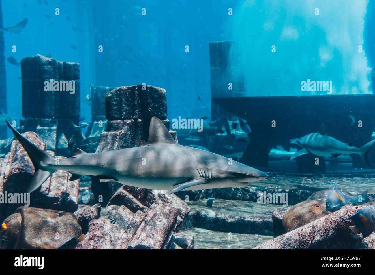 Shark swimming among a school of fish at the aquarium, underwater world. Stock Photo