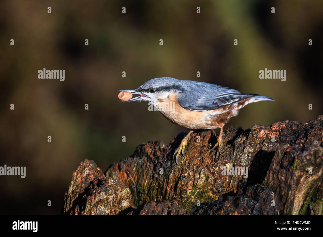 close up view of a nuthatch as it sits perched on a stump with a nut in its beak Stock Photo