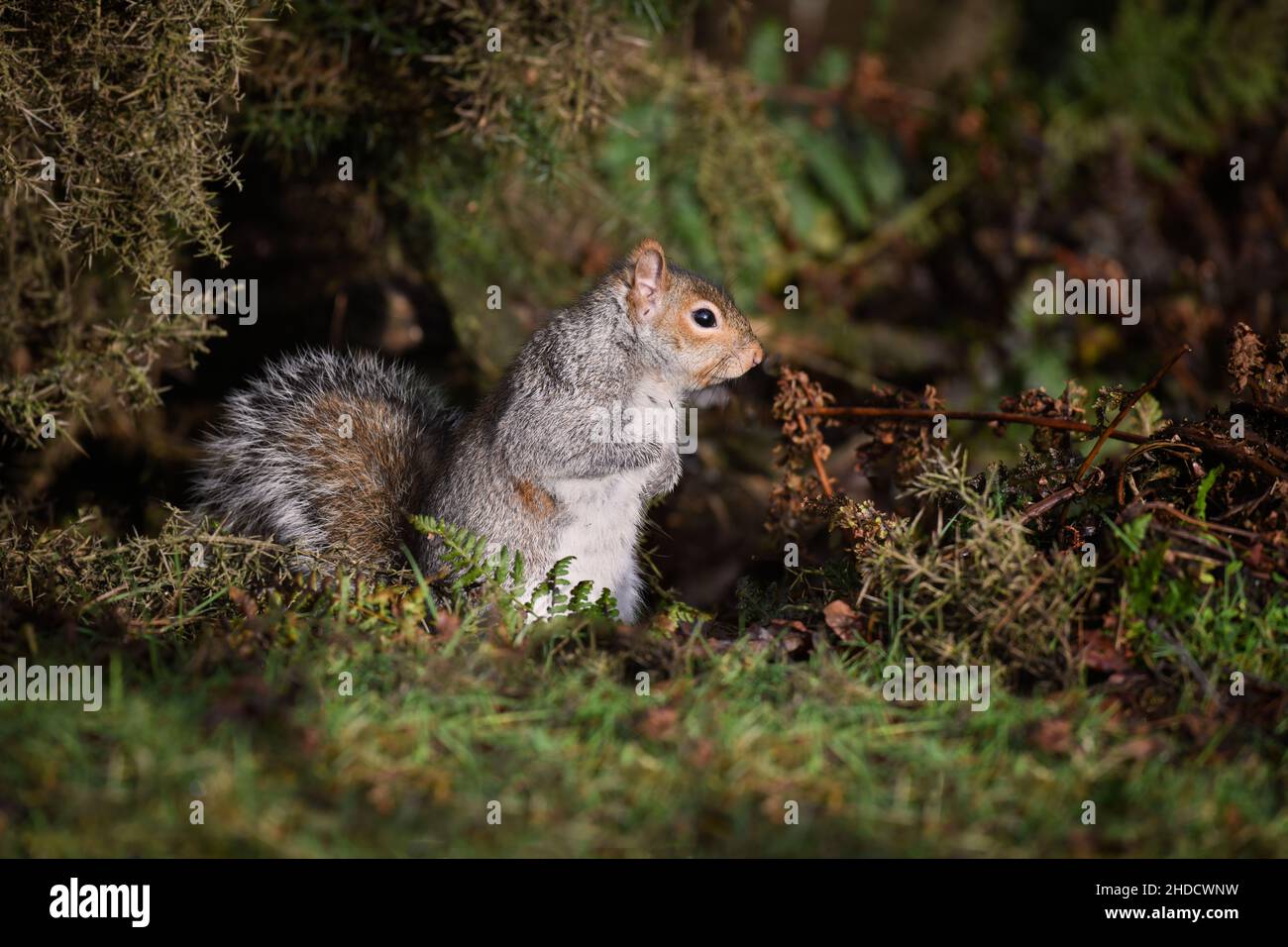 side on profile portrait of a grey squirrel as it is standing on the ground surrounded by the undergrowth Stock Photo