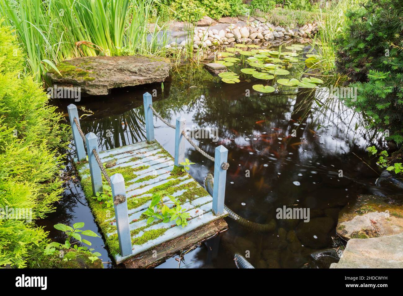 Pond with floating blue painted miniature wooden footbridge, Iris pseudacorus - Yellow Flag, Nymphaea - Waterlilly in front yard garden in summer. Stock Photo