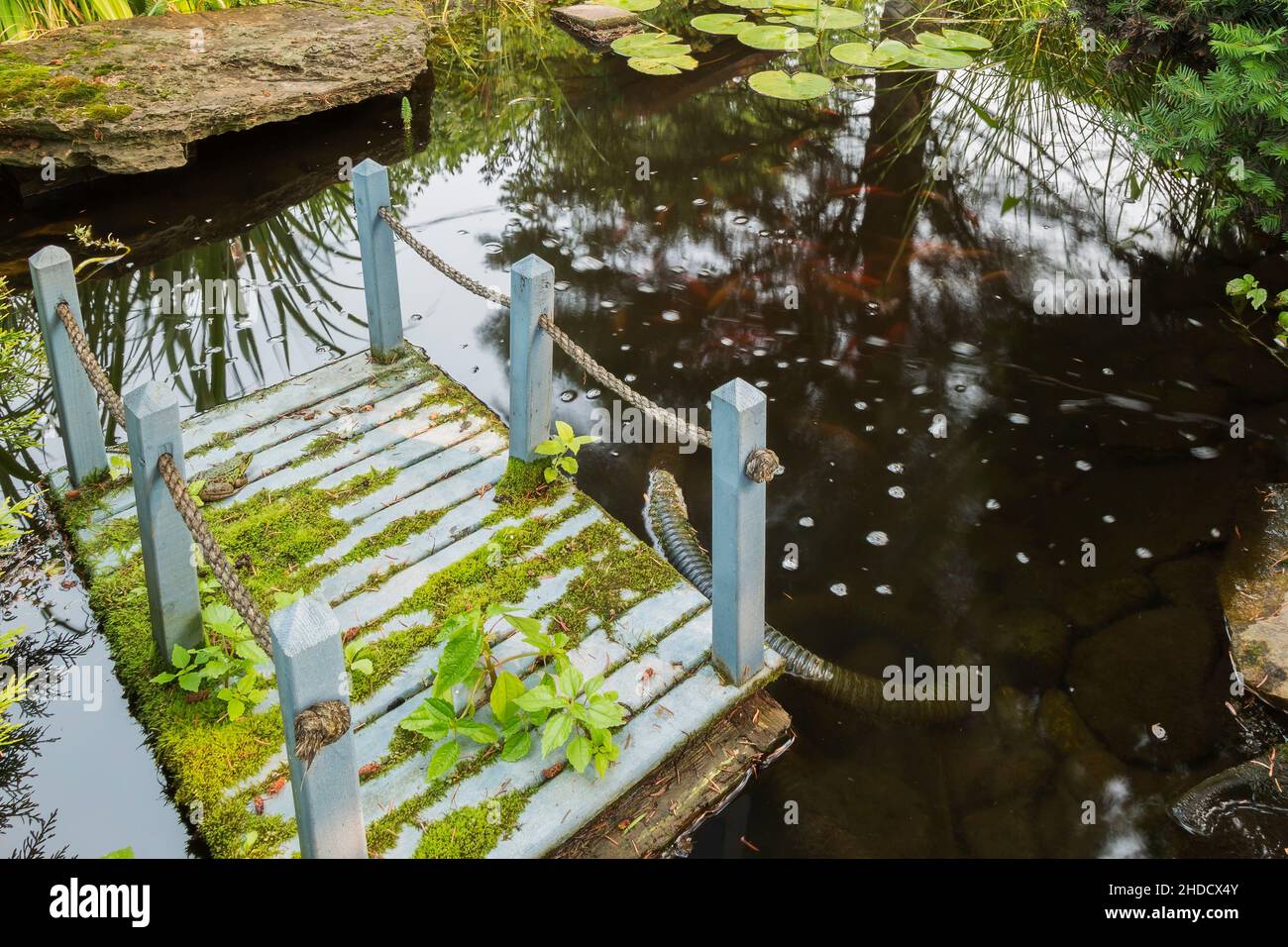 Rana clamitans - Green Frog on blue painted miniature wooden footbridge floating in pond with Nymphaea - Waterlilly pads in front yard garden. Stock Photo