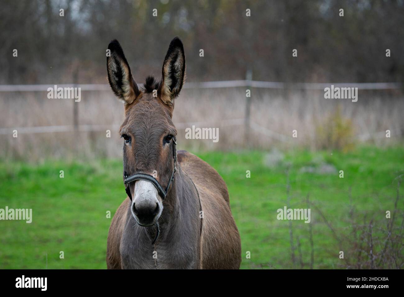 A closeup shot of a donkey in the farm with blurred background Stock Photo - Alamy A closeup shot of a donkey in the farm with blurred background Stock Photo - Alamy