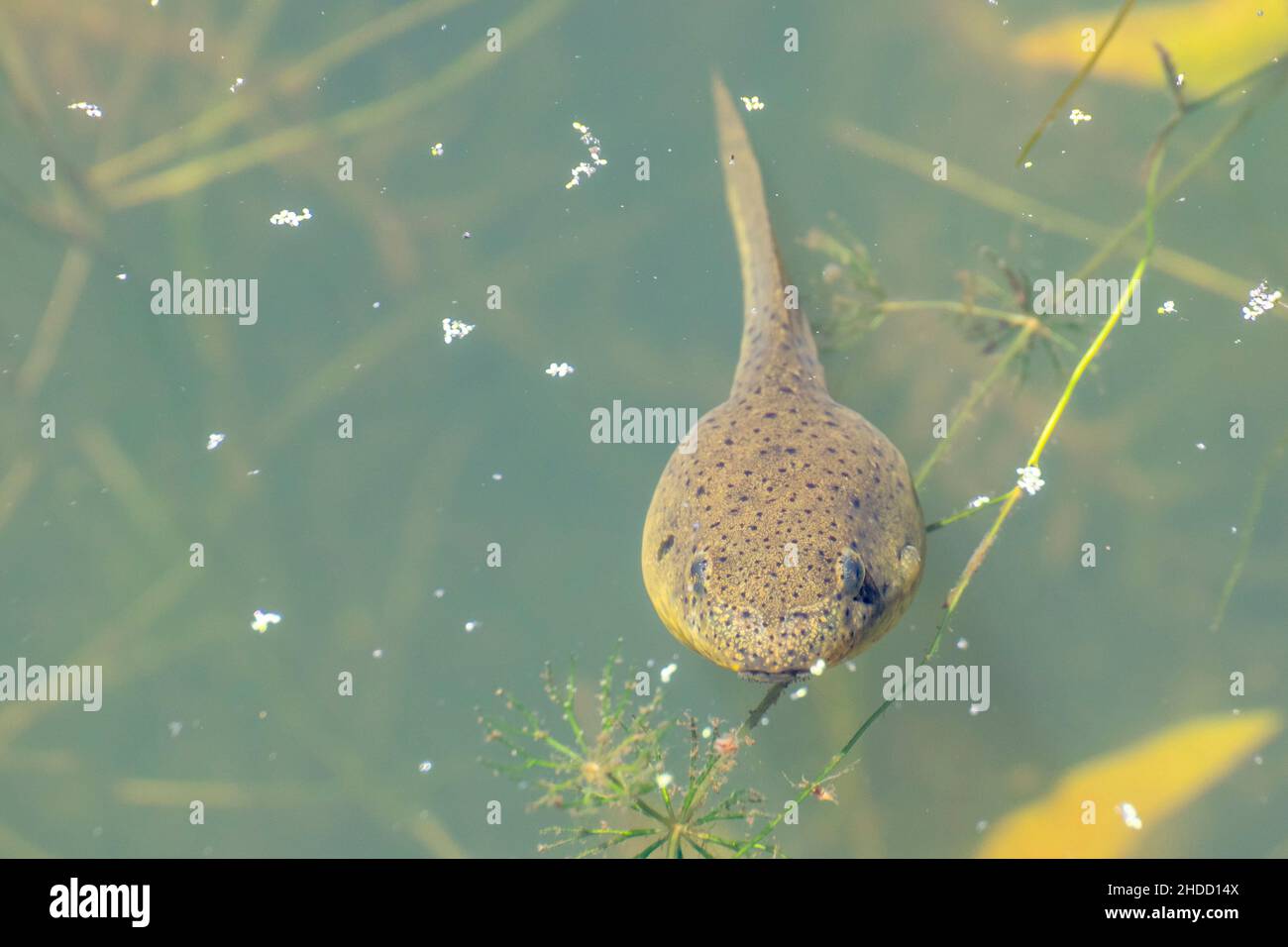 Tadpole swimming in a swamp in the spring of the year. Stock Photo