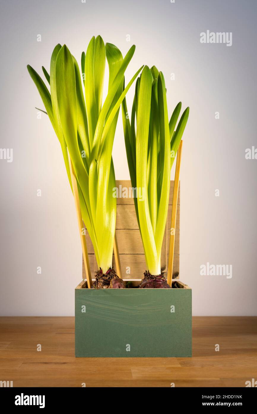 Green decorative hyacinths in wooden box planted against a white background Stock Photo