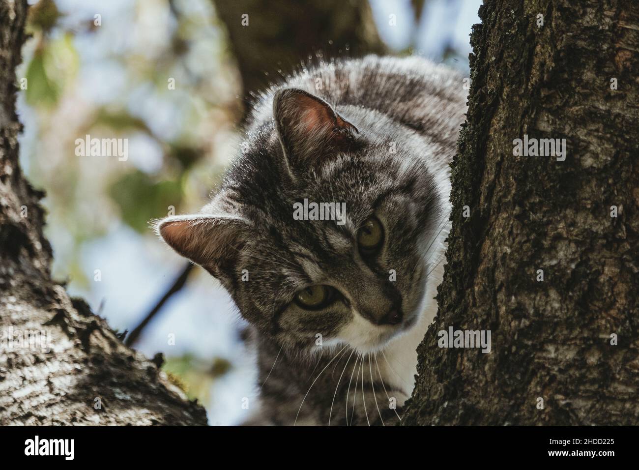 A young wild cat hunting in a summer tree Stock Photo - Alamy