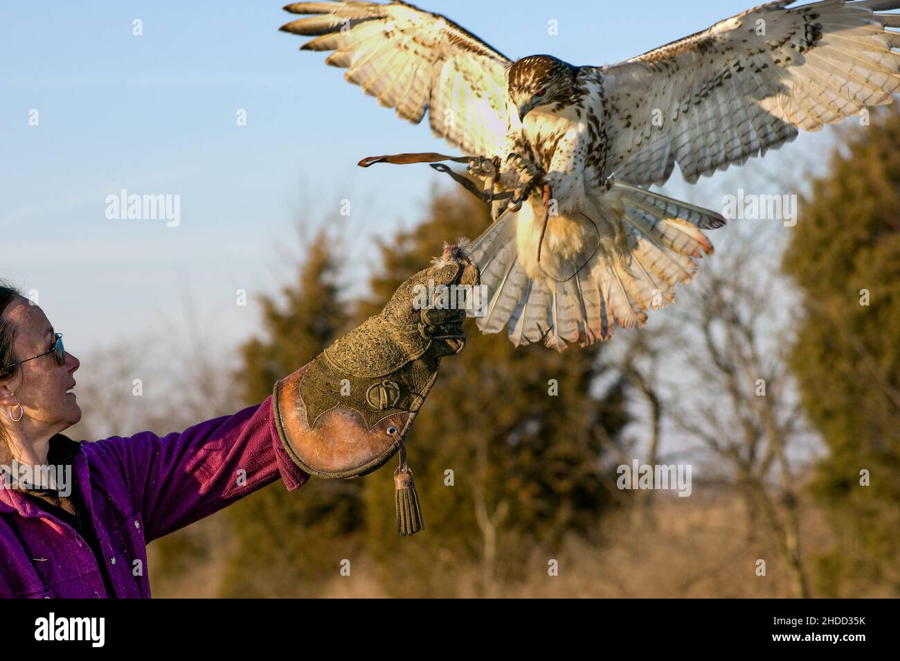 Red-tailed Hawk (Buteo jamaicensis) coming in to land on a falconer's glove holding chicken meat. Stock Photo
