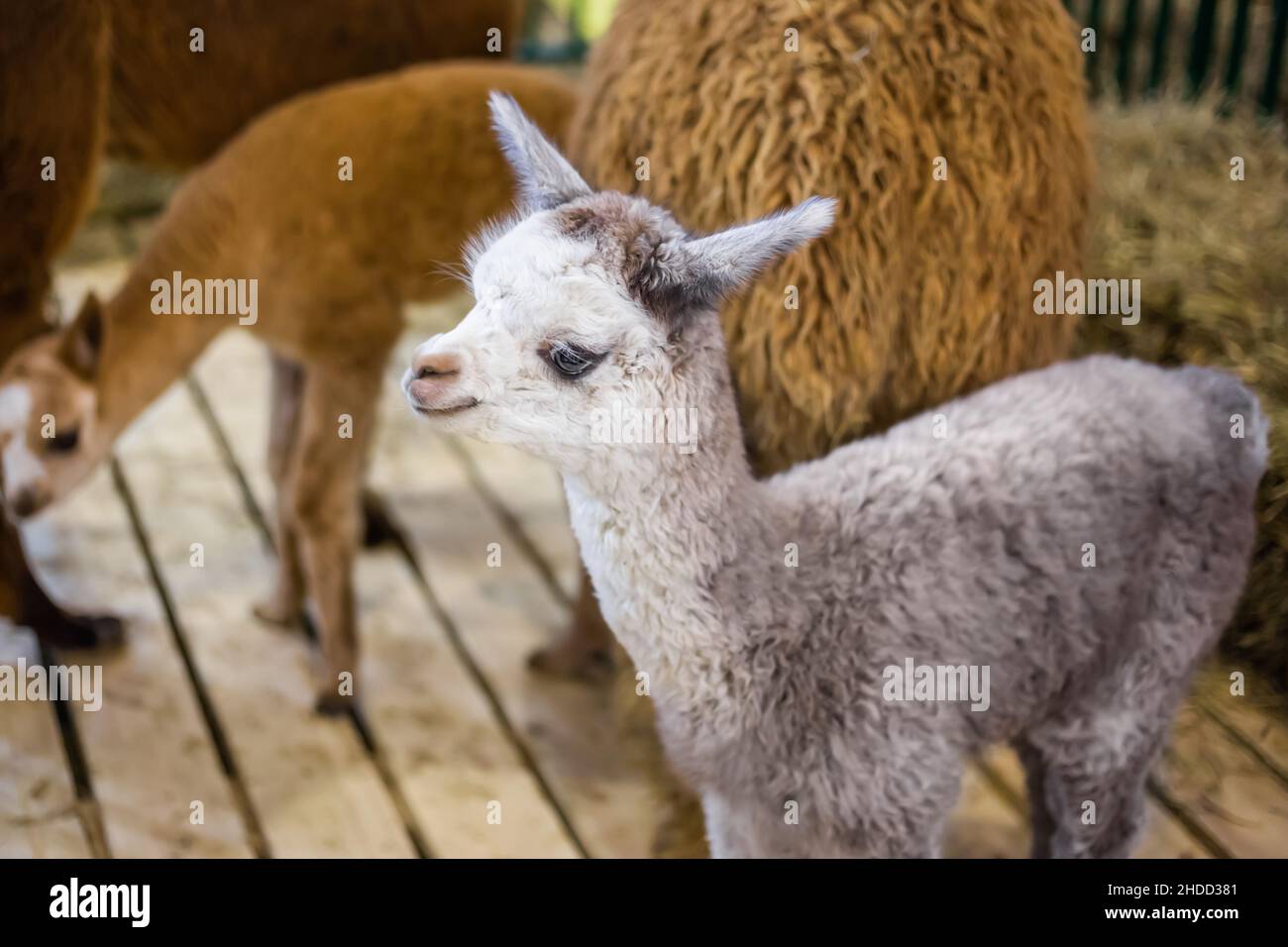 Portrait of cute little alpaca at agricultural animal exhibition Stock Photo