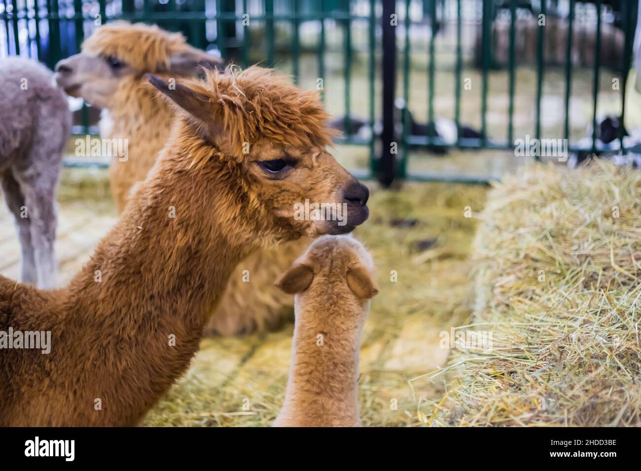 Portrait of alpaca at agricultural animal exhibition Stock Photo
