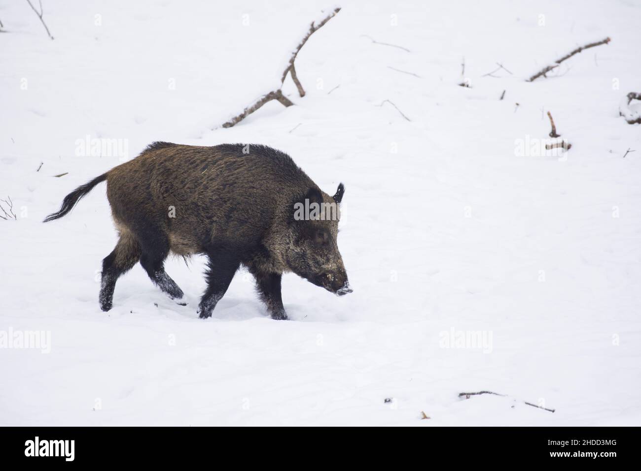 wild boar in Canadian winter Stock Photo - Alamy