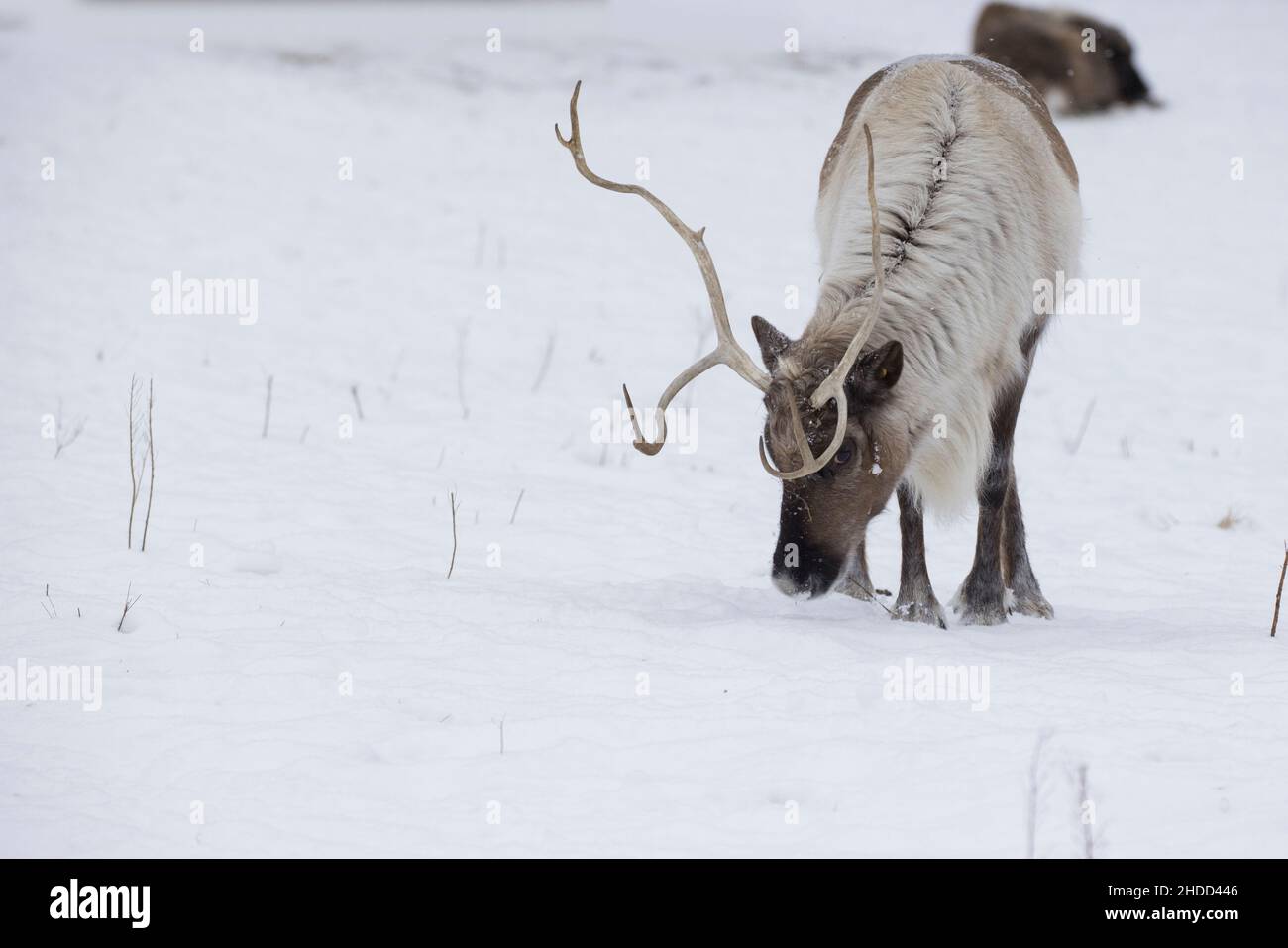 boreal woodland caribou (Rangifer tarandus caribou) in winter Stock Photo