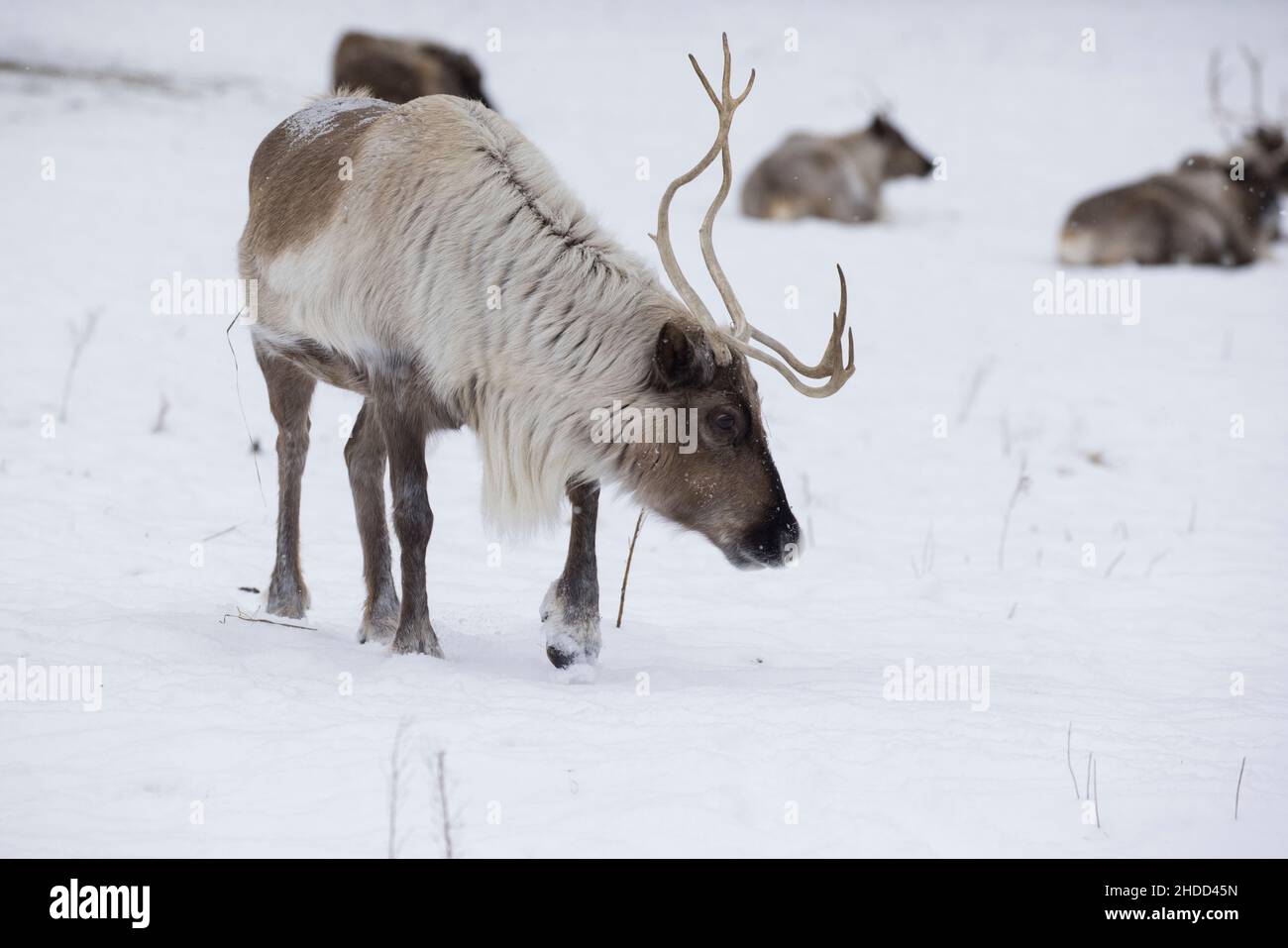 boreal woodland caribou (Rangifer tarandus caribou) in winter Stock Photo