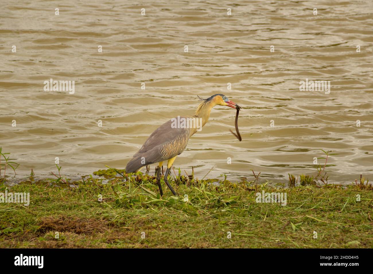 Goiânia, Goiás, Brazil – January 05, 2022: A 'Syrigma sibilatrix', by the lake eating a snake. Stock Photo