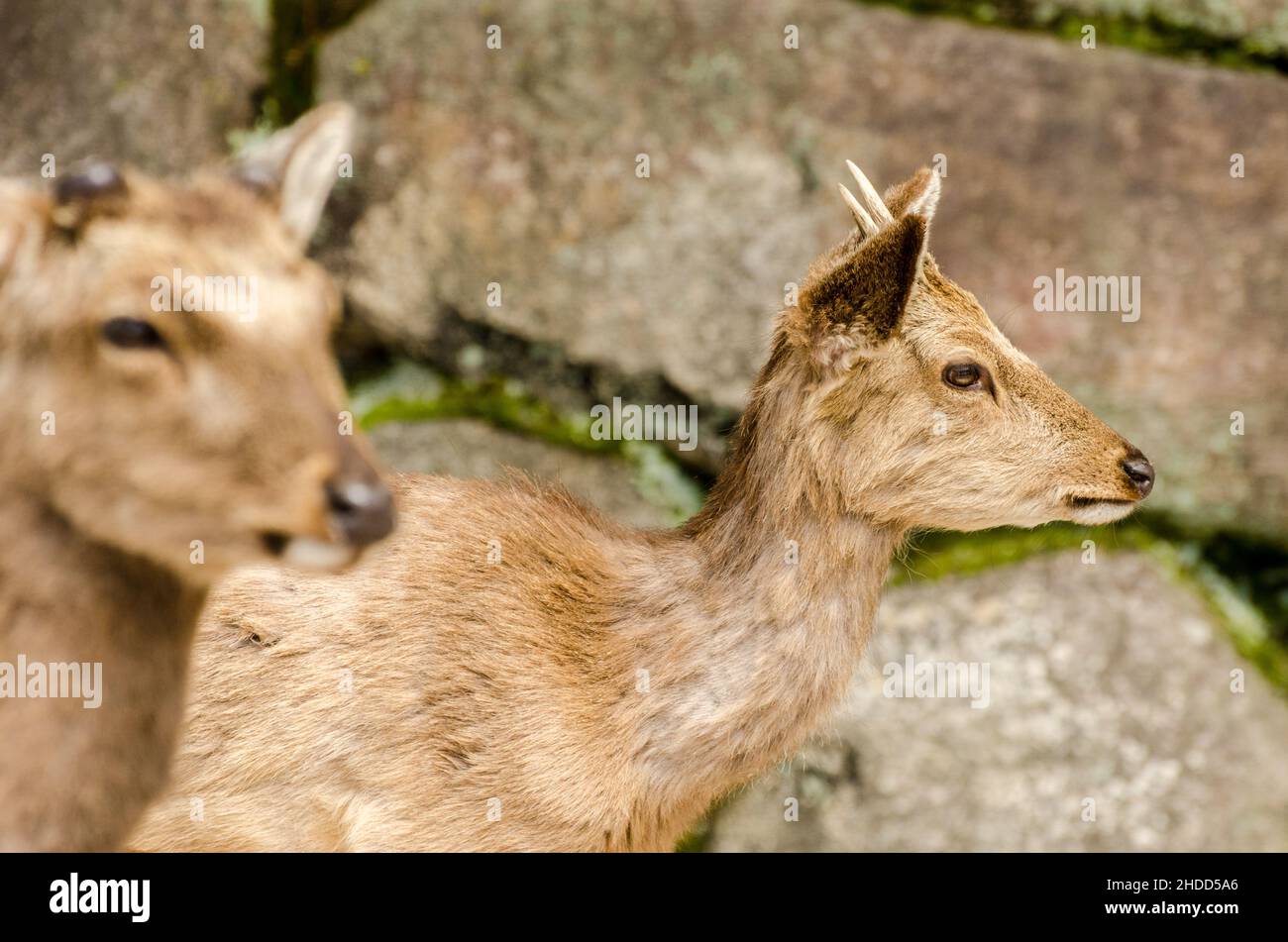 Deer roaming around the Itsukushima Shrine, Japan Stock Photo