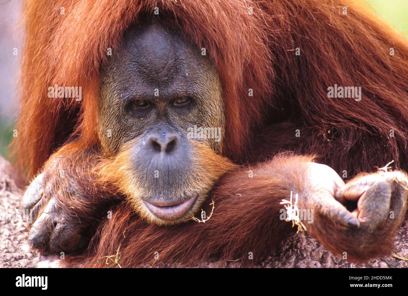 Brownsville Texas USA, 1989 Sleepy orangutan at Gladys Porter Zoo
