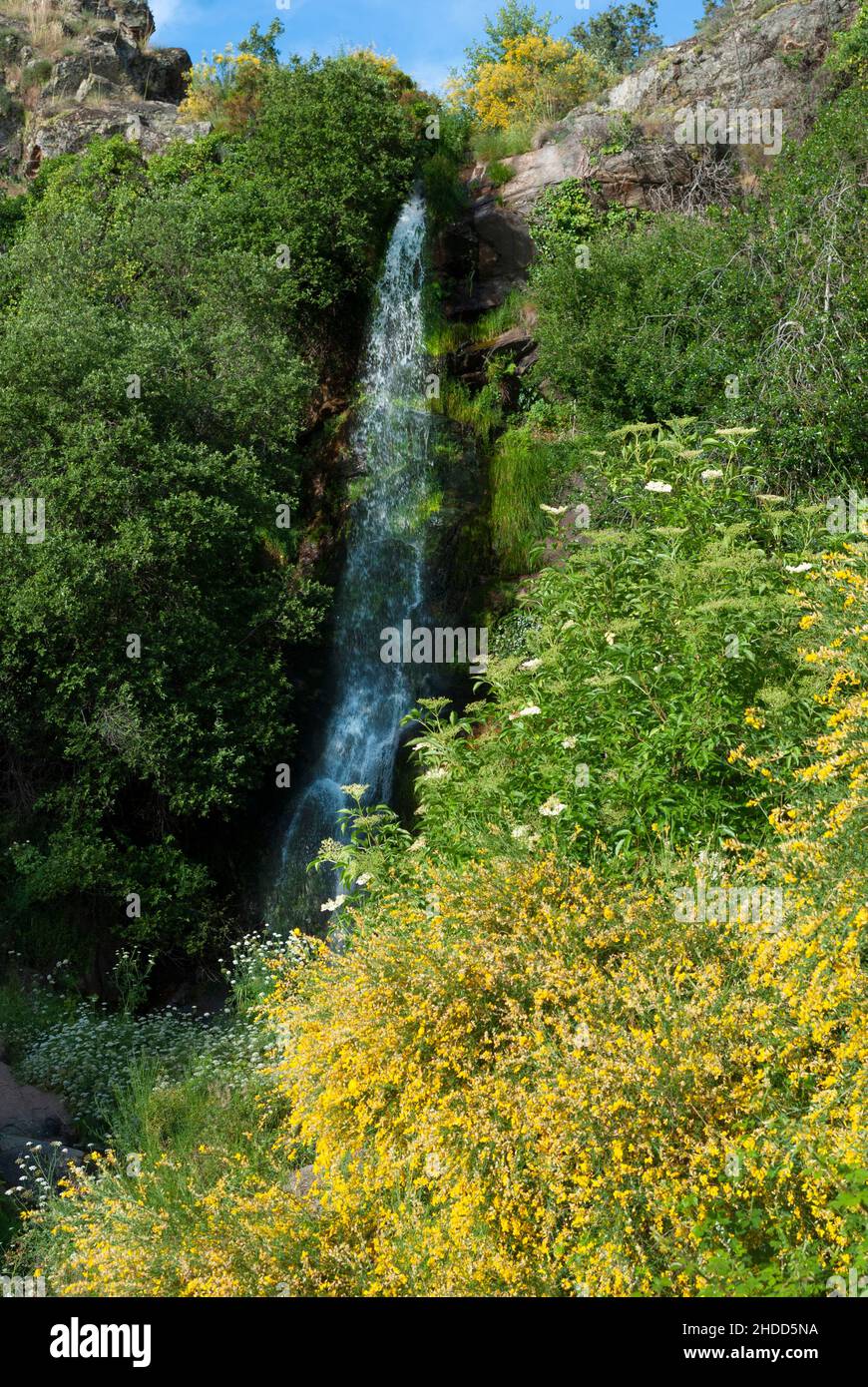 Waterfall with vegetation of yellow, white and green spring flowers with blue sky in vertical Stock Photo