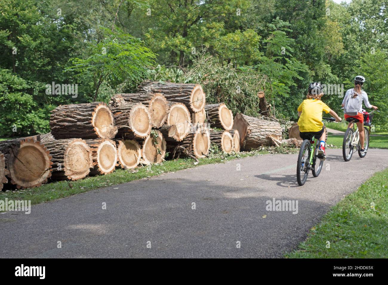 Bicyclers riding on the Minnehaha Creek Trail by a large cut up tree near Lake Nokomis. Minneapolis Minnesota MN USA Stock Photo