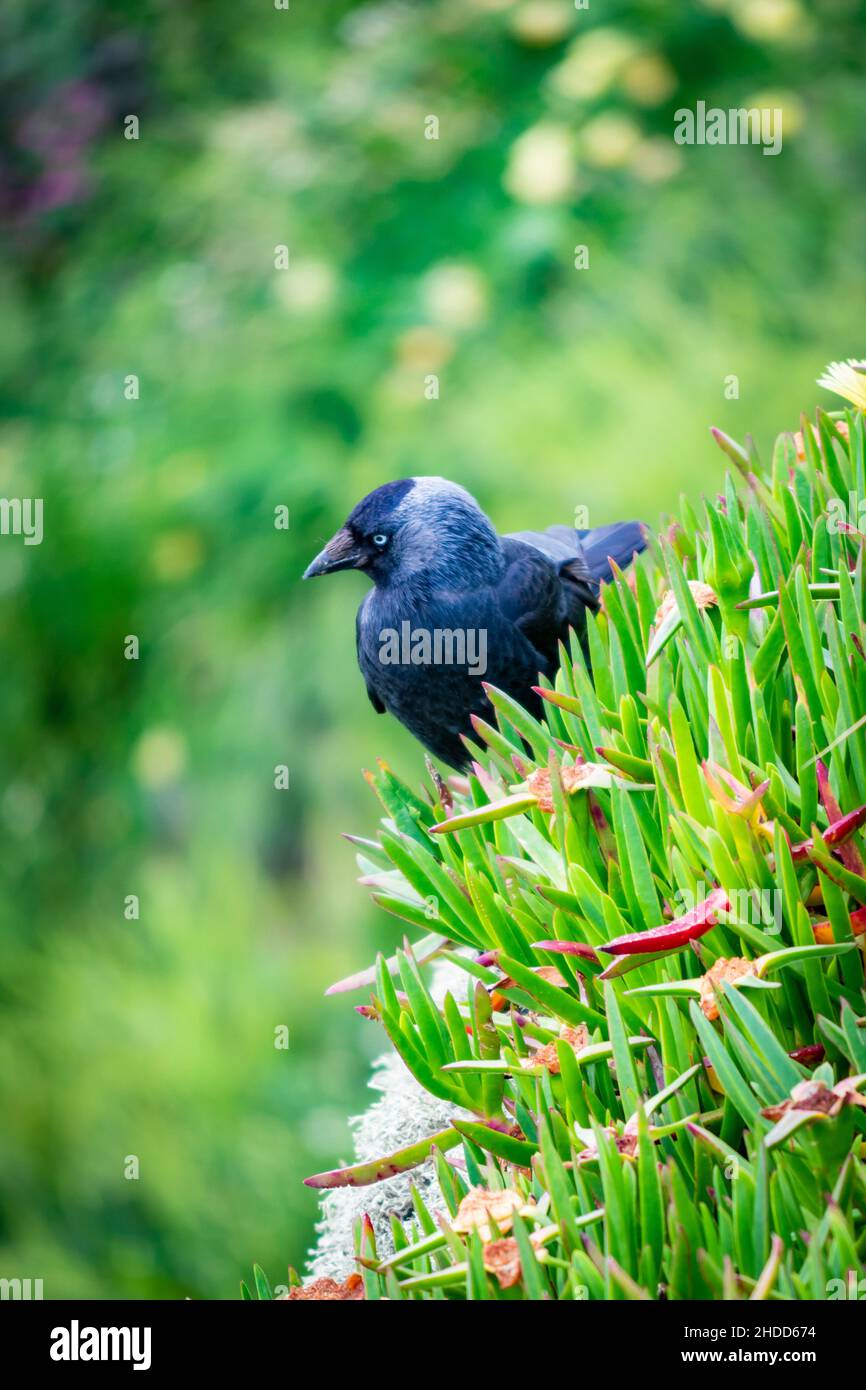 Crow bird  is standing in a green background Stock Photo