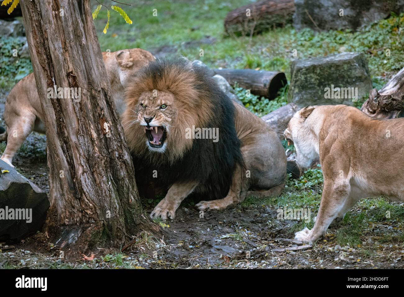Closeup of a lion sitting next to a tree surrounded by two tigers and roaring furiously Stock Photo