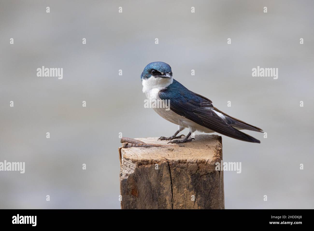 Mangrove swallow; Tachycineta albilinea; Tropical wet forest; northern lowland region; Maquenque Lodge; Costa Rica; Tropical rain forest; Maquenque Ec Stock Photo