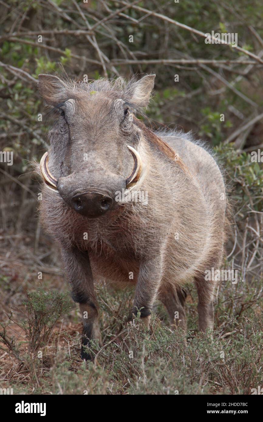 African wild pig hi-res stock photography and images - Alamy