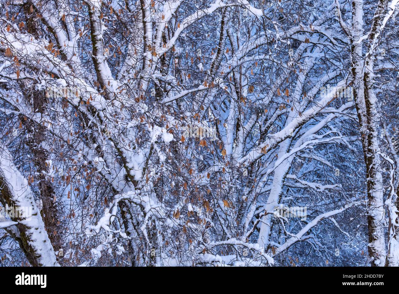 Close up at California black oak trees  Quercus kelloggii covered with snow after a winter snow storm in Yosemite National Park, California, USA. Stock Photo