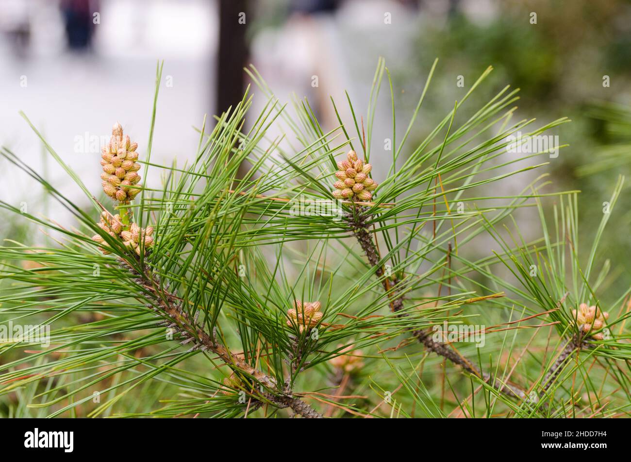 Details of the branches of a pine tree in the gardens of Ise Jingu Shrine, Ise, Japan Stock Photo