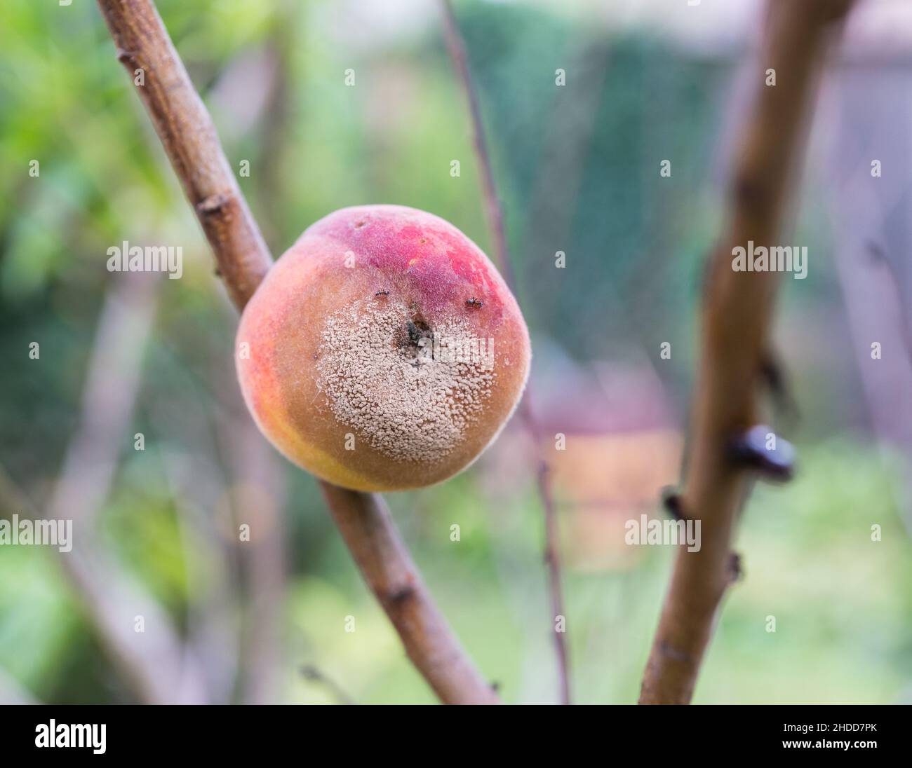 Close-up of a fruit on a tree, affected by the peach fruit rot disease, in the garden. Selective focus Stock Photo