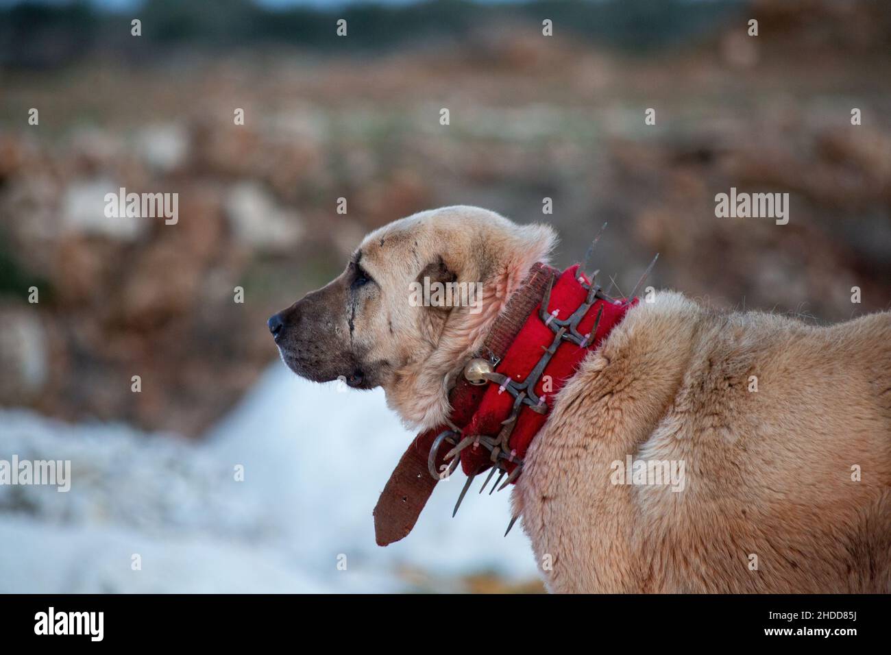 Shepherd dog with protective spikes around his neck Stock Photo