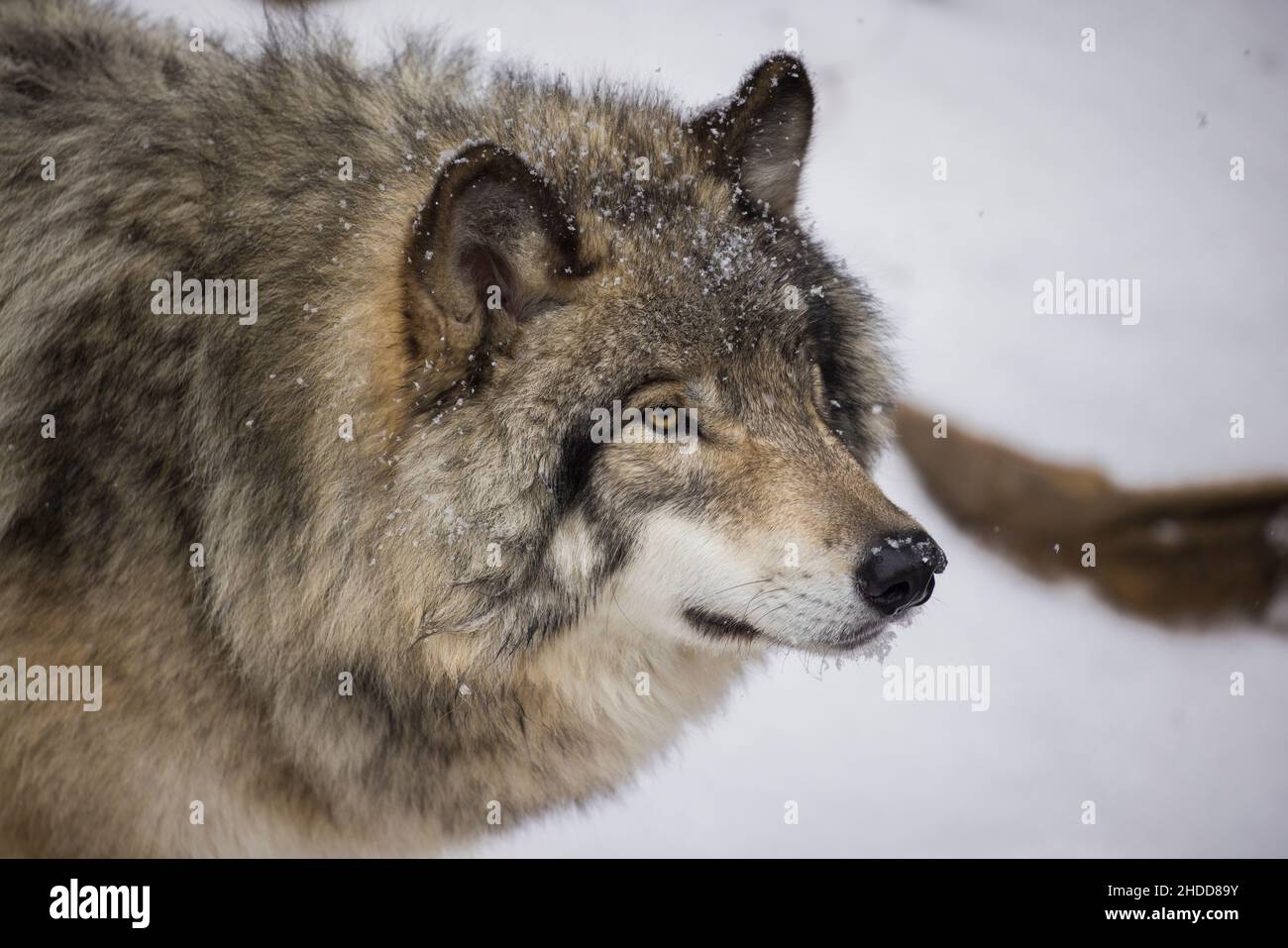 Timber wolf portrait in Canadian winter Stock Photo - Alamy